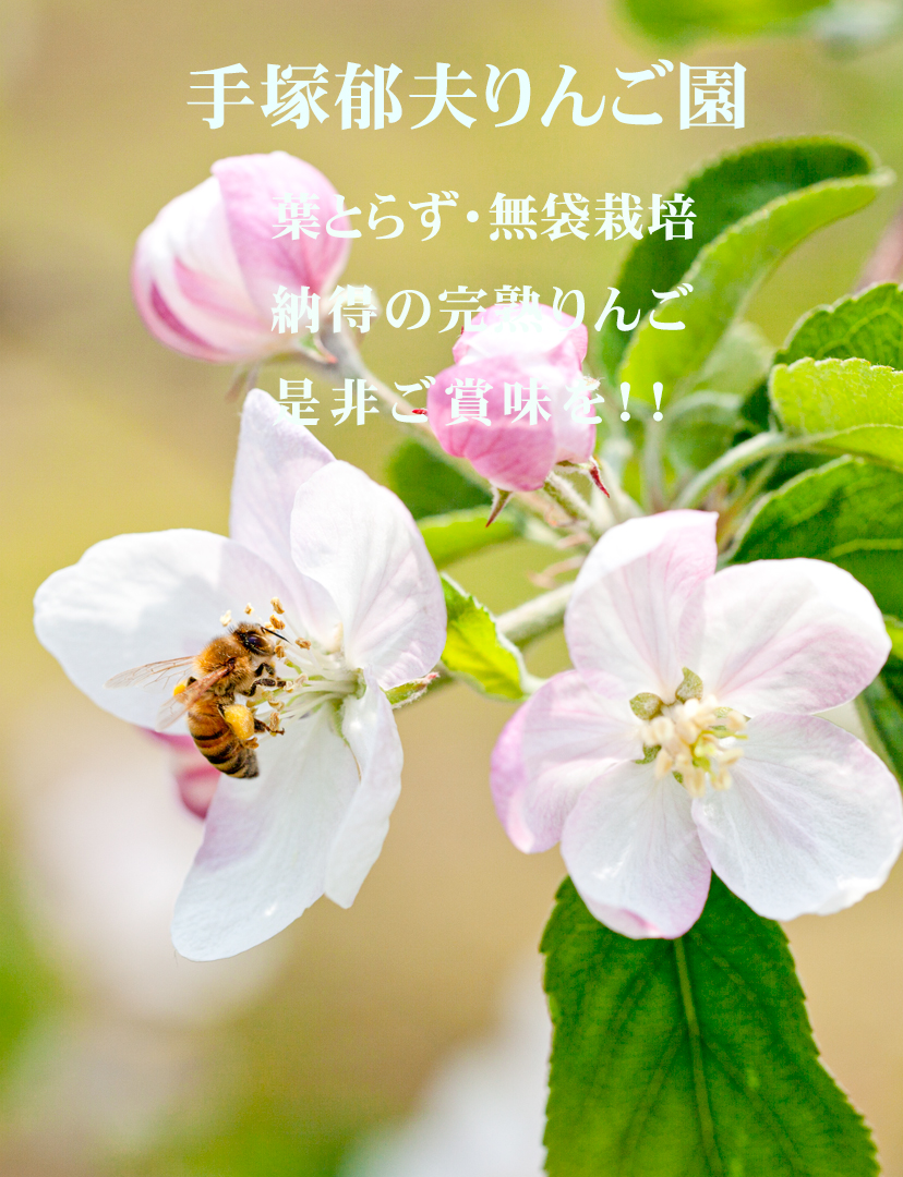 ㈱手塚郁夫りんご園／りんごの花とミツバチ