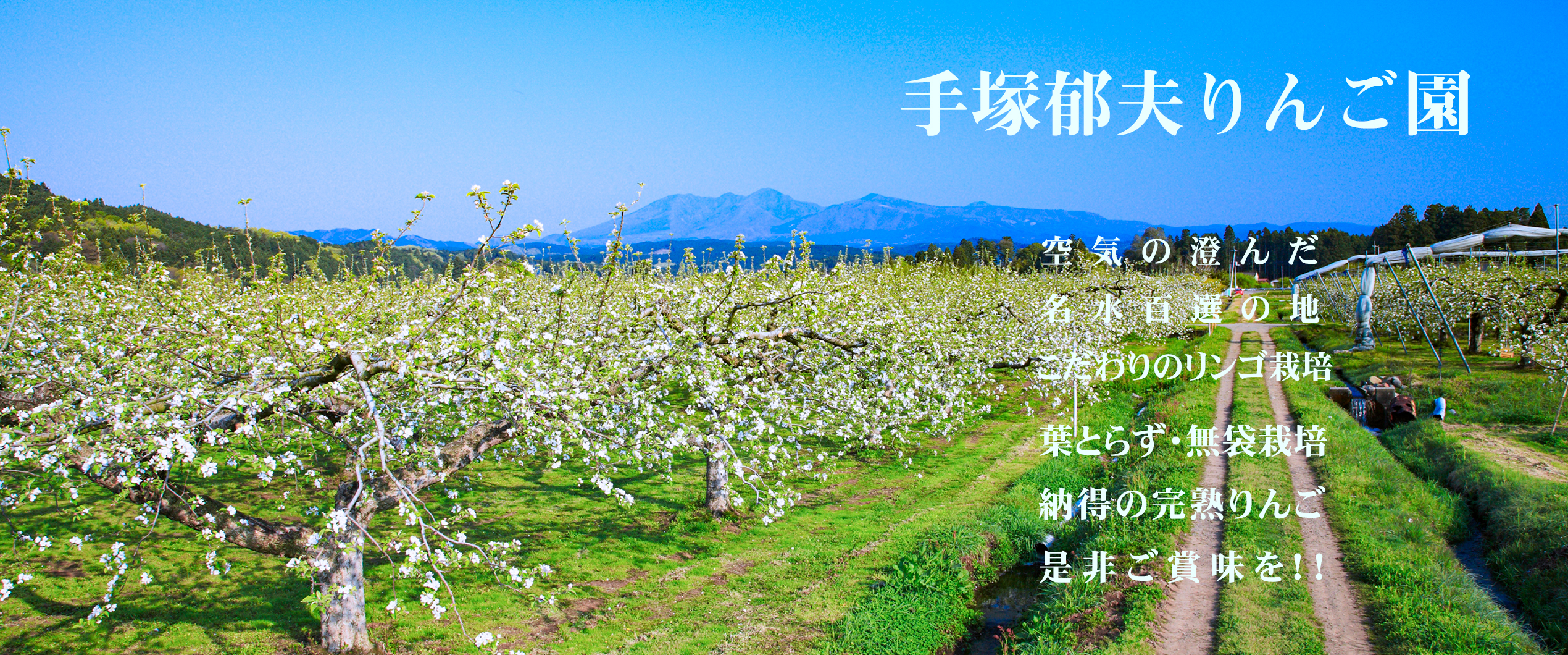手塚郁夫りんご園／りんごの花咲くサンふじの畑と高原山