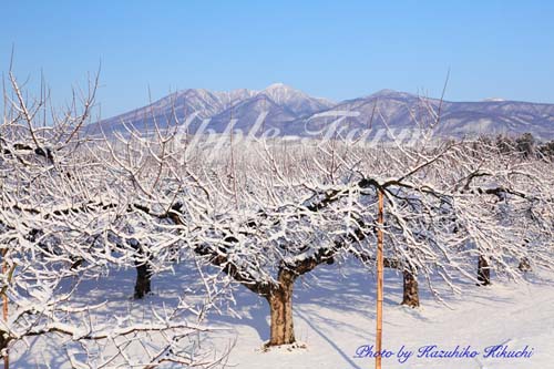 手塚郁夫りんご園／雪景色のりんご園と名峰高原山